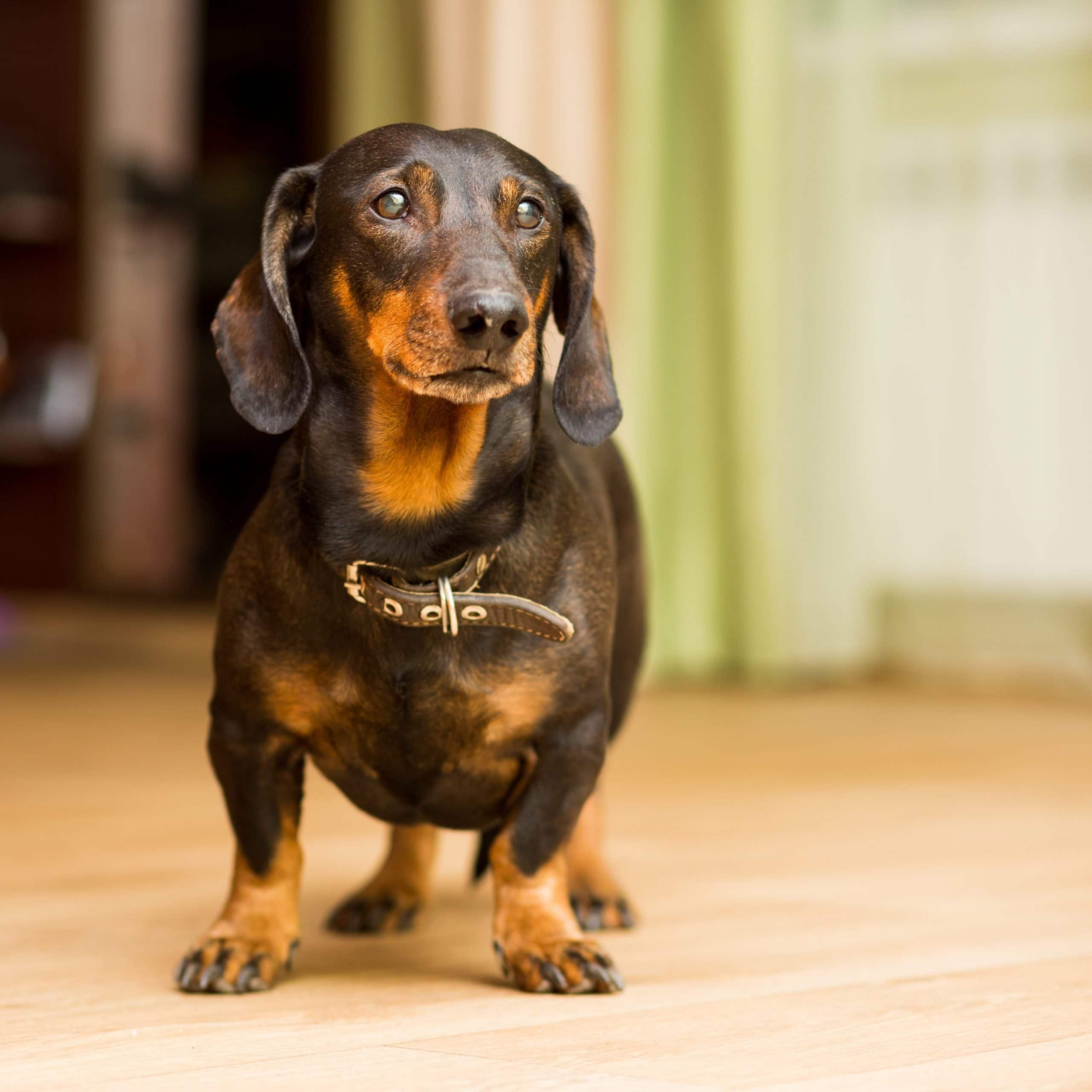 Dachshund dog stands on the floor sad Dachshund dog stands on the floor sad