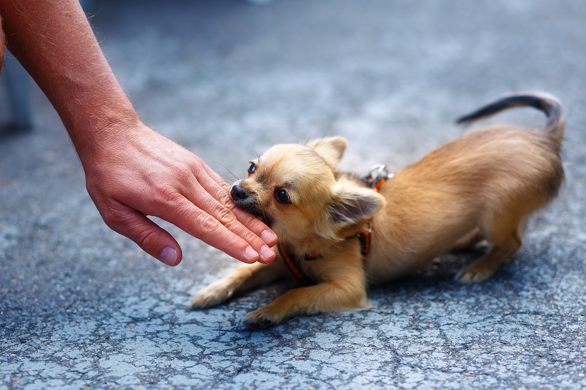 How to stop your dog from biting Chihuahua Biting persons hand