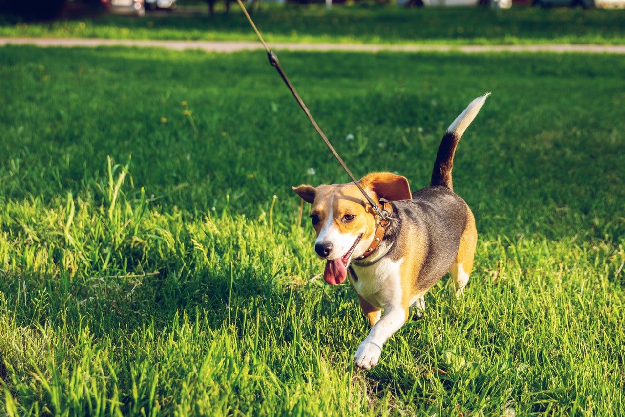 Beagle walking on grass