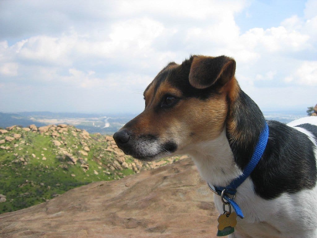 jack russell hiking
