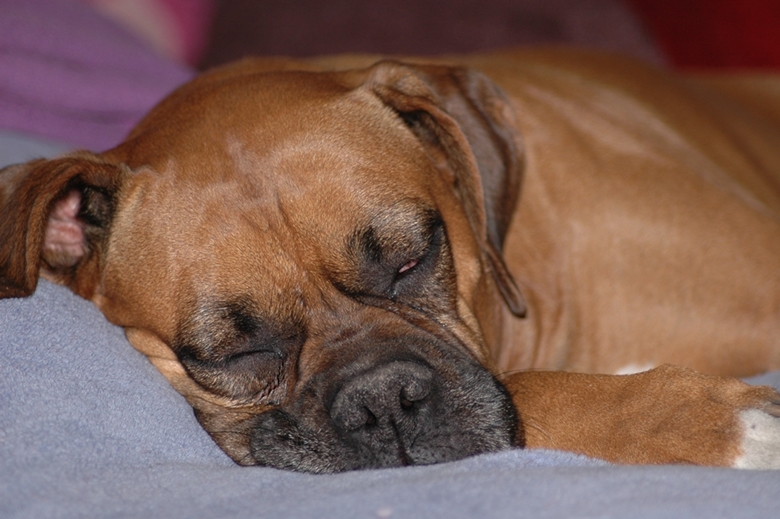 Boxer sleeping in a bed