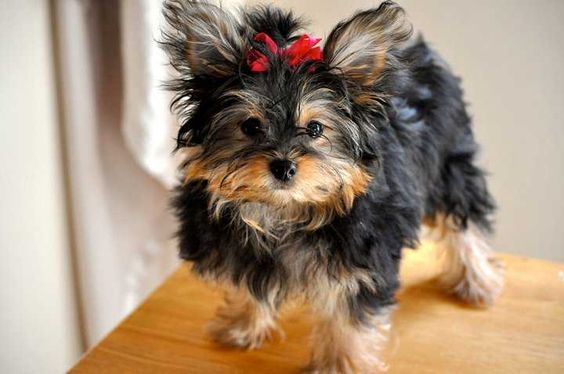 Yorkie Pom with red ribbon in his head