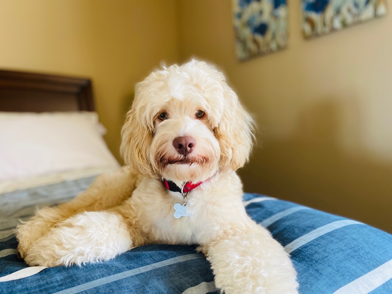 Buff and white Cockapoo on a bed