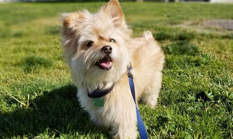  Yorkshire Terrier and the Pomeranian Mix dog standing in grass