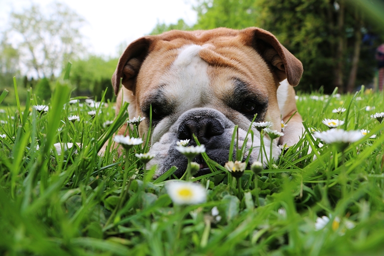 English Bulldog lying in a garden