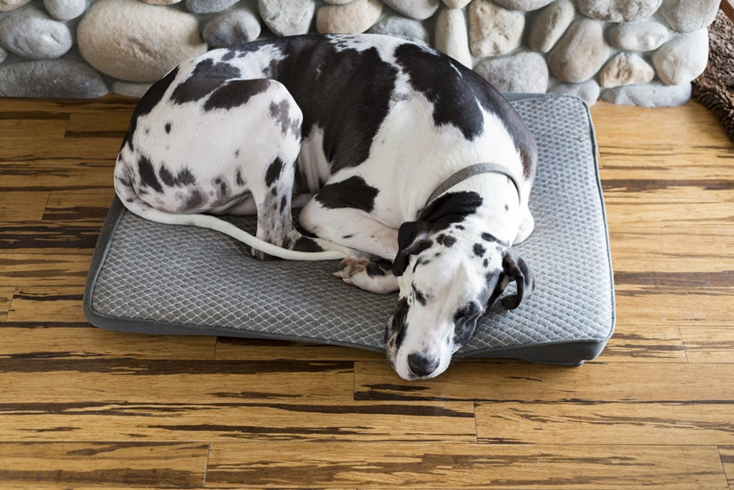 Great Dane curled up in his bed