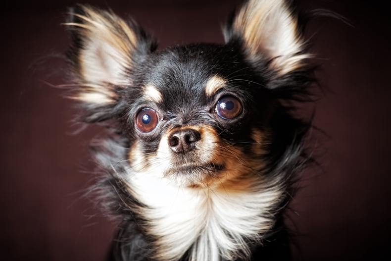 Long Hair Chihuahua Portrait