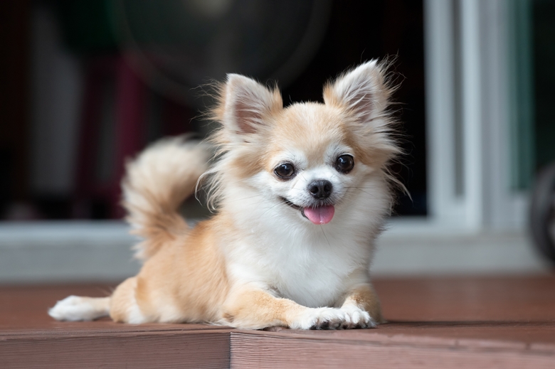 Brown long hair Chi relaxing on the floor
