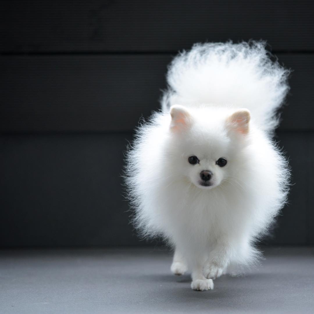 White Pomeranian Environment Needs White Pomeranian running