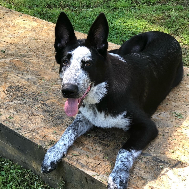 What do Panda German Shepherds look like? Black and white Panda GSD