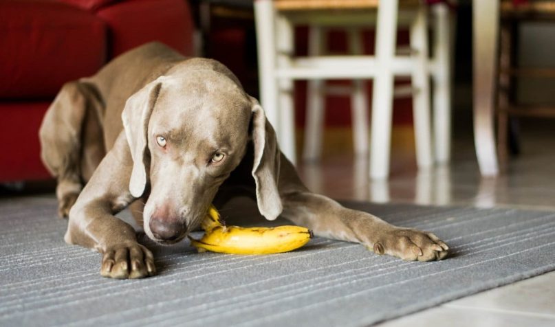 are bananas okay to give to dogs