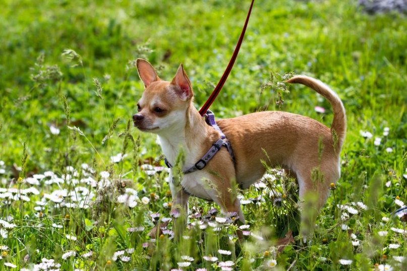 The Best Harness for Chihuahuas of 2020 DogWish