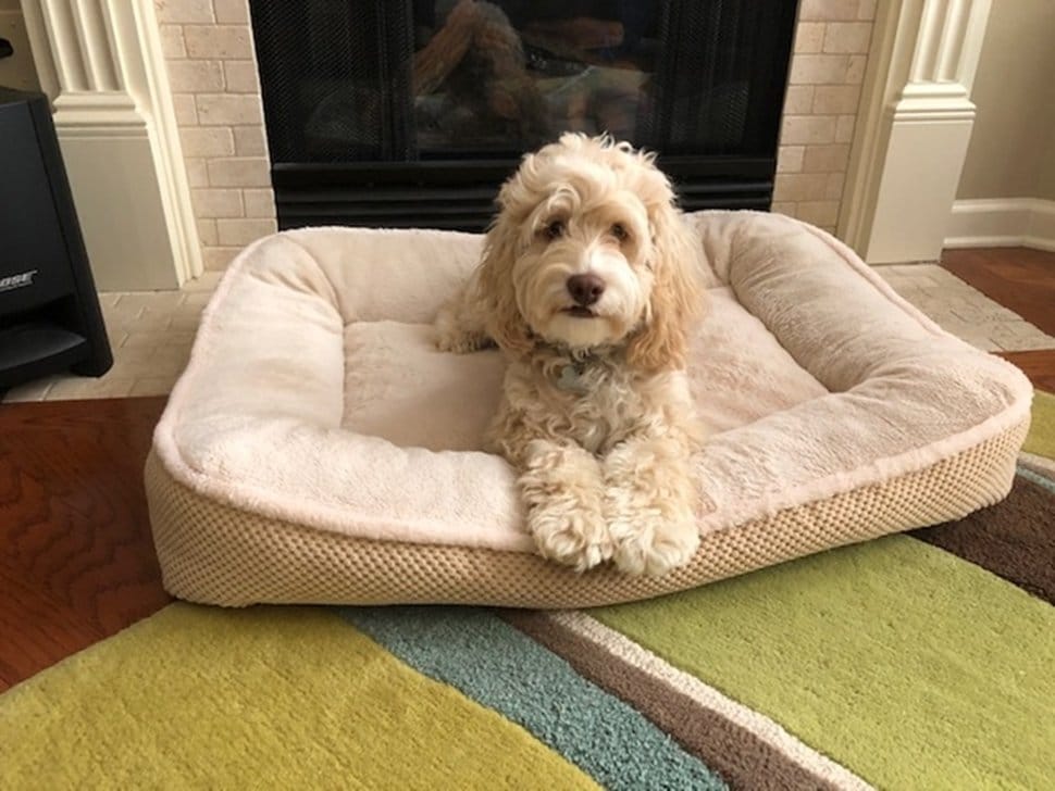 Best Dog Beds for Cockapoos (Top 5 Picks) Dog Wish