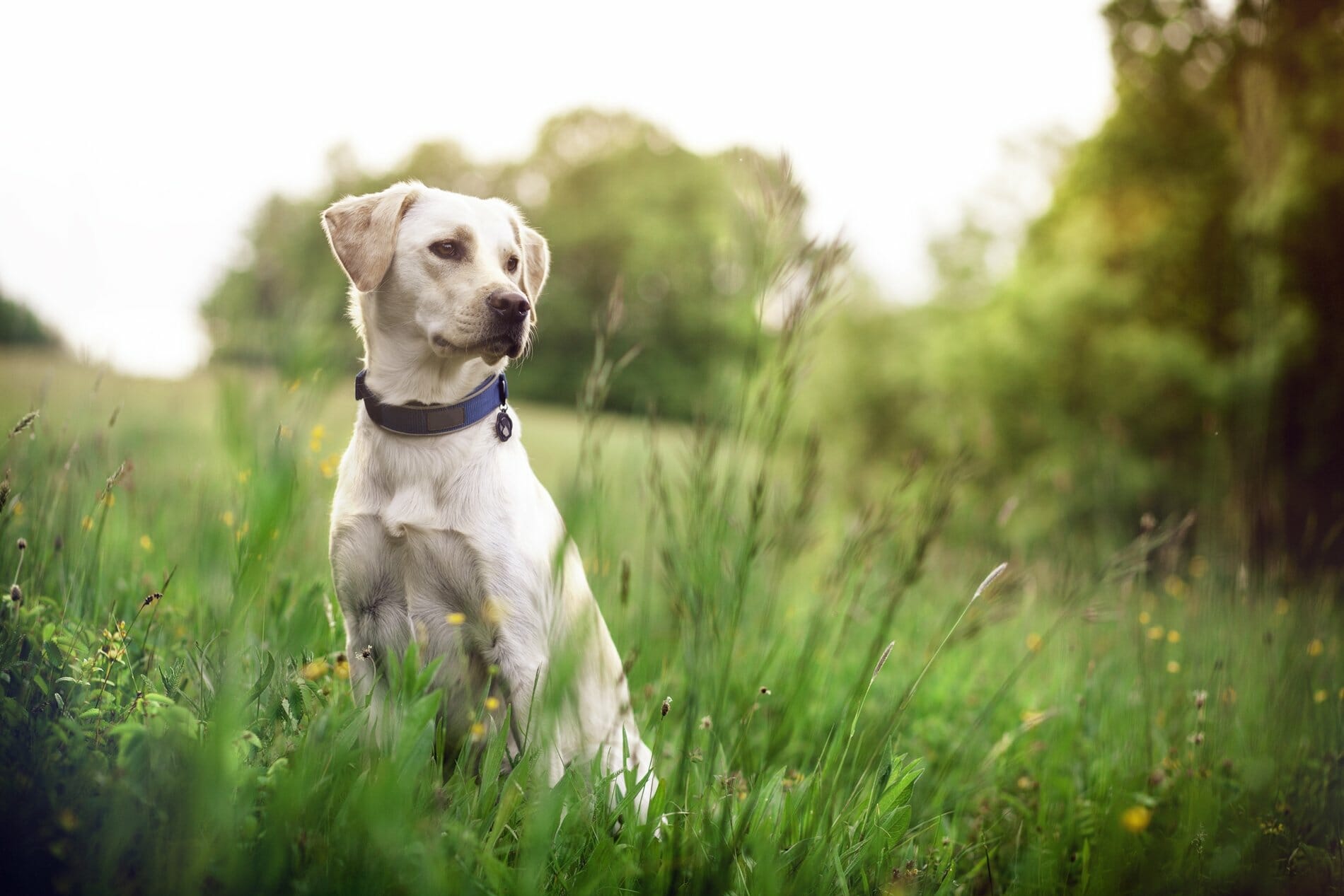 6 Best Vibrating Deaf Dog Collars for Training and Anti-Bark - Dog Wish