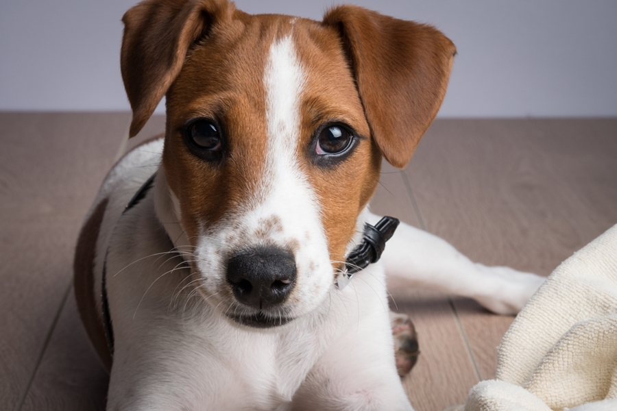 Are Jack Russell Terriers Hypoallergenic? 10 Tips to Manage Allergies