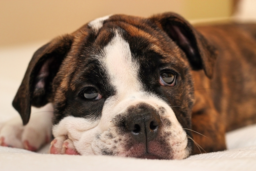 6 Best Dog Beds for Boxers (2020) Boxers Love These Beds!