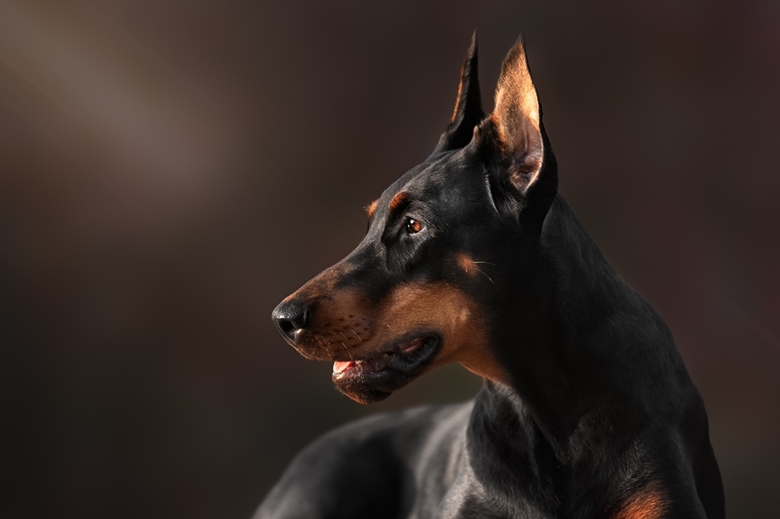 Do Doberman Pinschers Shed? If So, How Much? - Dog Wish