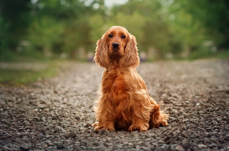 Do Cocker Spaniels Shed? 5 Tips to Control Shedding Dogwish