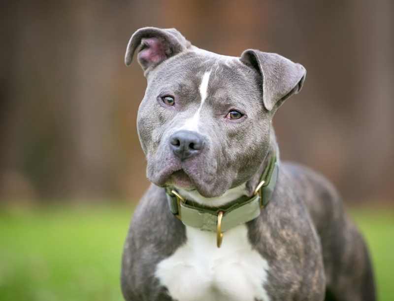 Do Pit Bulls Shed Much Hair? 4 Tips to Manage Shedding