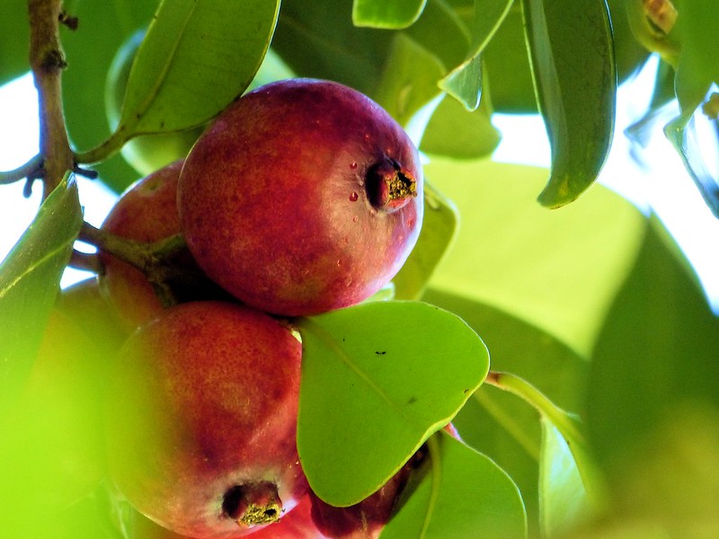 Is Guava Healthy For Dogs? Strawberry Guava