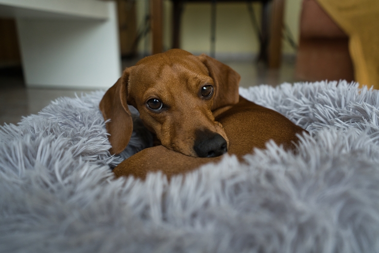 Red haired Dachshund resting in a grey bed