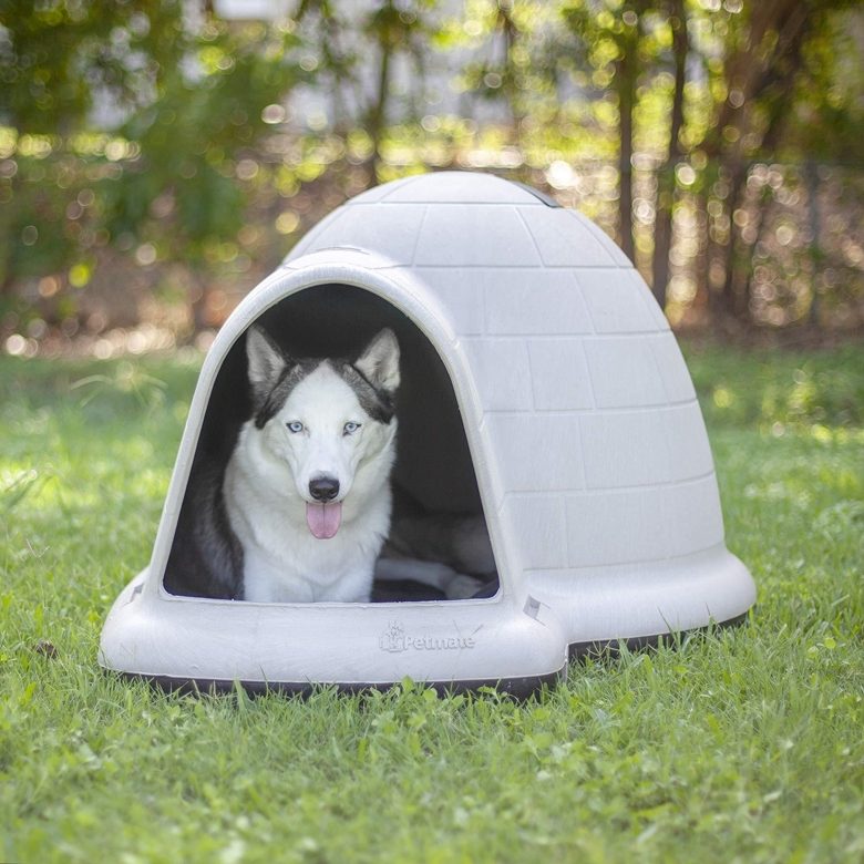 Husky in an Igloo Doghouse
