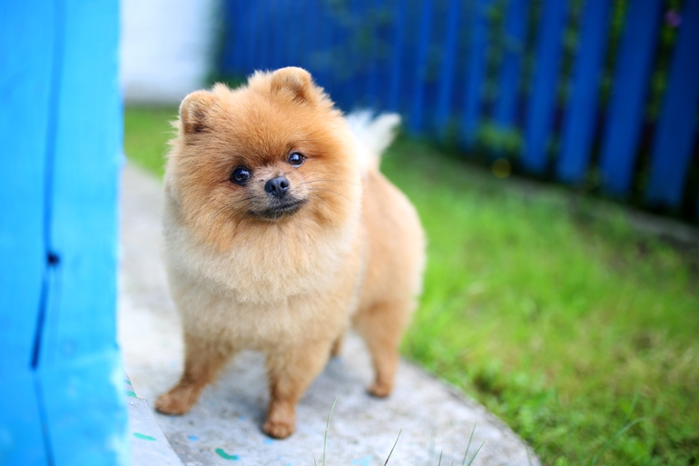 Pomeranian dog outdoors standing next to blue fence