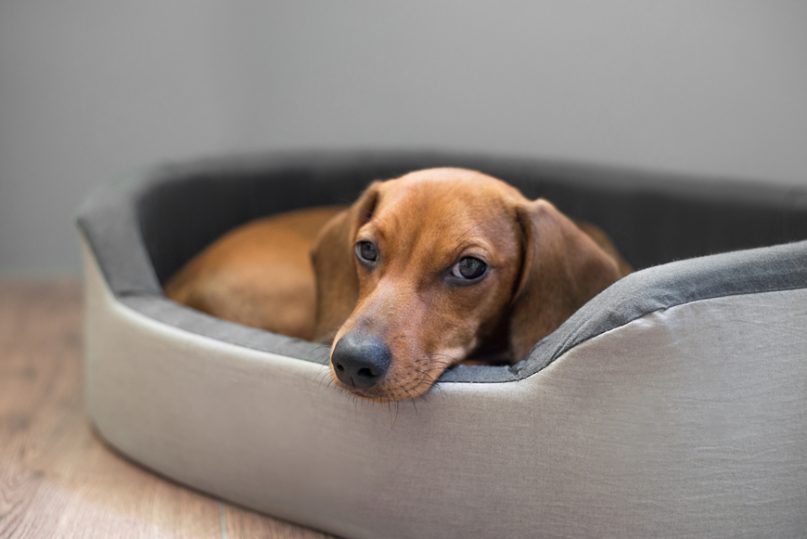 Dachshund resting his head in a dog bed