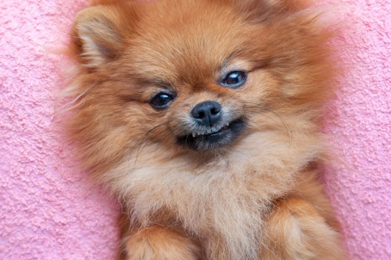 Pomeranian lying and smiling on bed