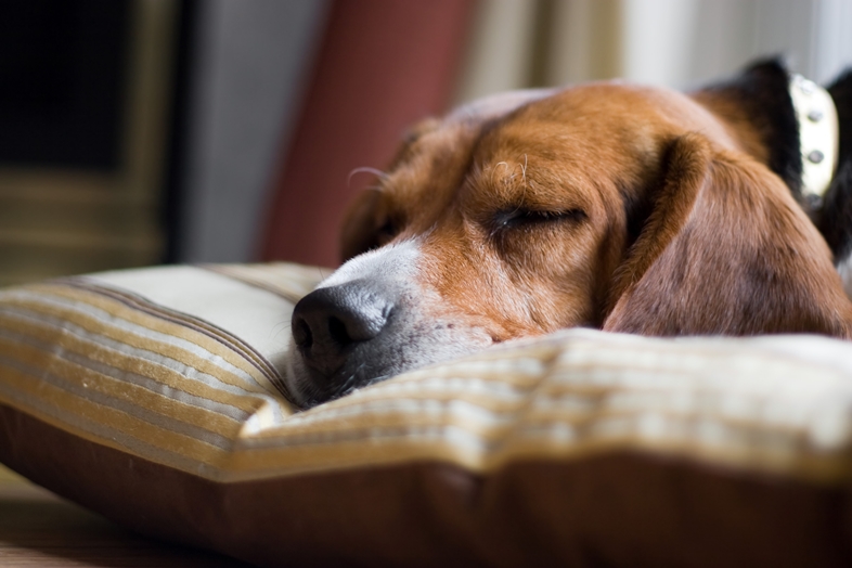 Beagle sleeping on bolster bed