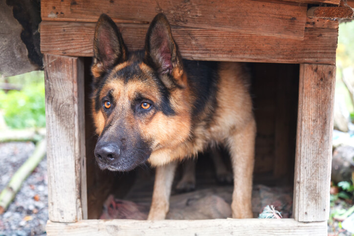 German Shepherd resting in his dog house