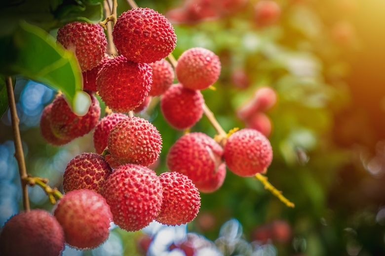 Lychee fruit hanging from a vine