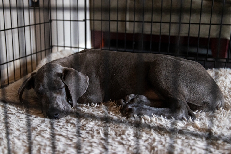 Great Dane Puppy sleeping in his crate