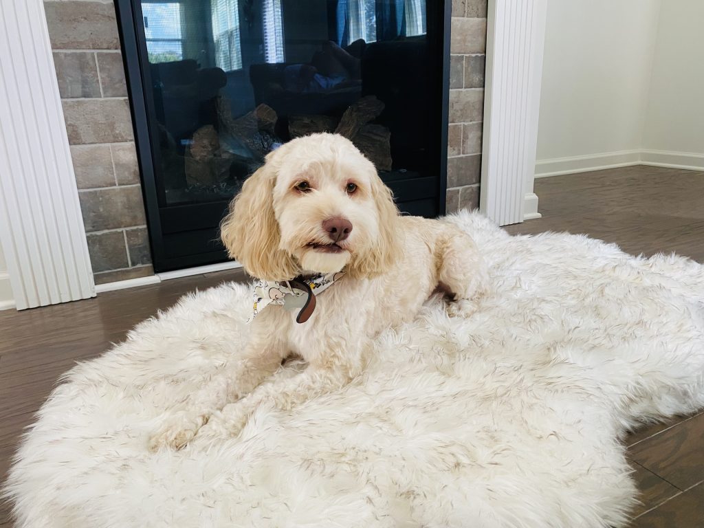 Cody on his new Puprug bed
