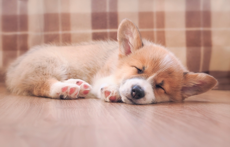 Corgi puppy sleeping on wooden floor