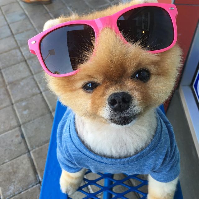 Jiffpom with sunglasses