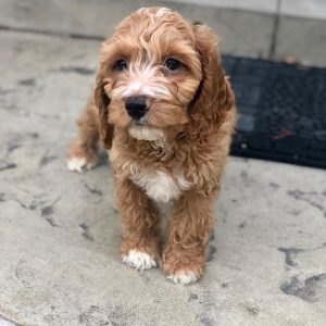 16 Majestic Cockapoo Coat Colors Explained (With Pictures)