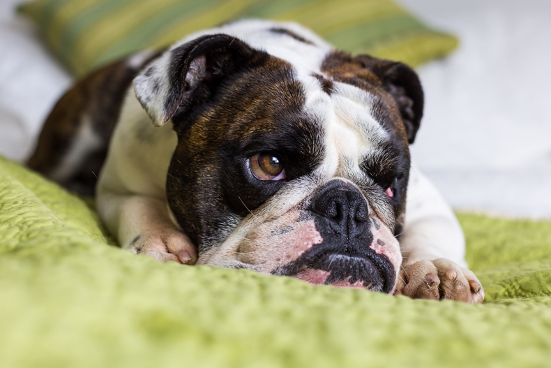 English Bulldog resting on his bed tired