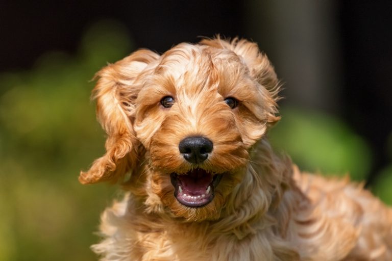 16 Majestic Cockapoo Coat Colors Explained (With Pictures)