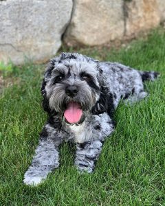 16 Majestic Cockapoo Coat Colors Explained (With Pictures)