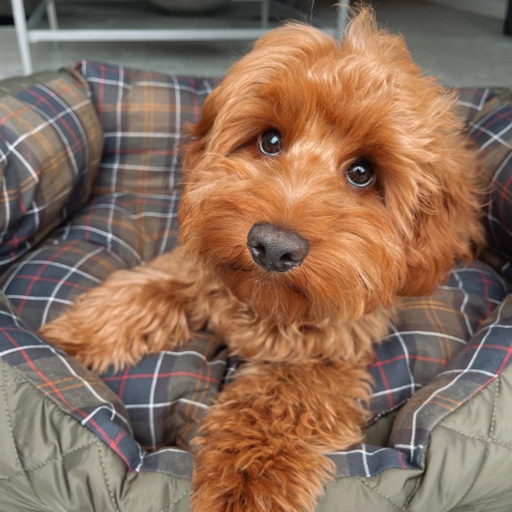 16 Majestic Cockapoo Coat Colors Explained (With Pictures)