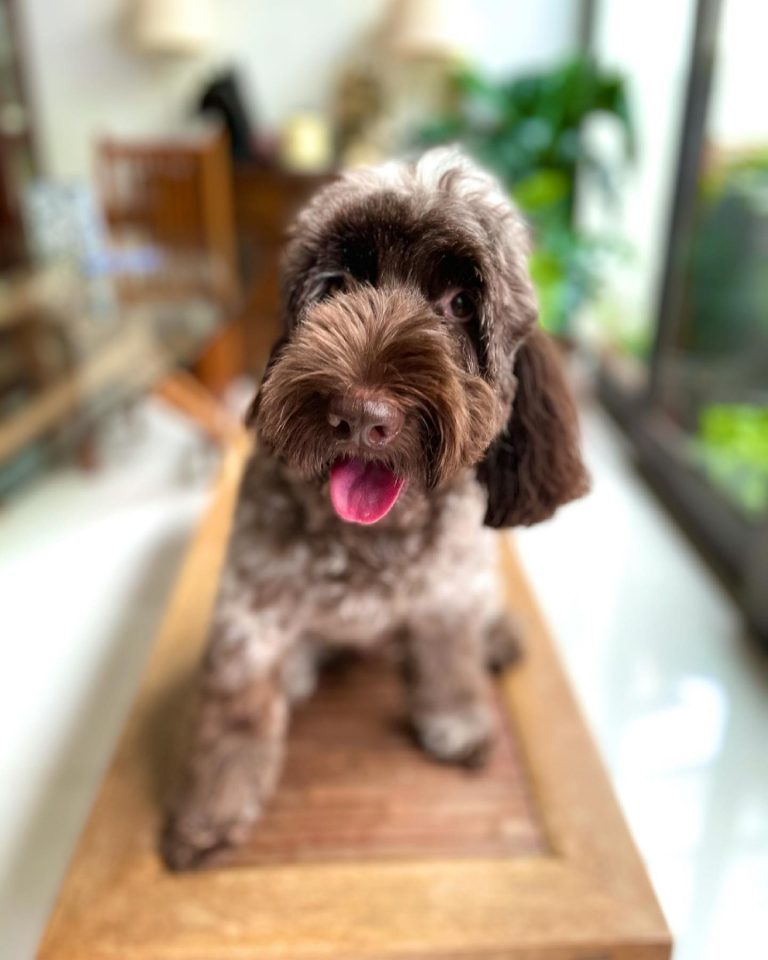 16 Majestic Cockapoo Coat Colors Explained (With Pictures)