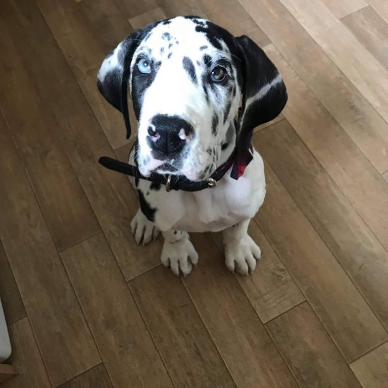 Harlequin Great Dane Dog Breed Information & Pictures