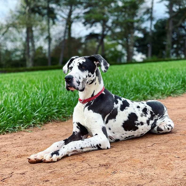 do great dane puppies eyes stay blue