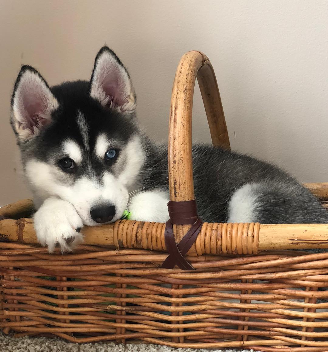 Mini Husky in Basket
