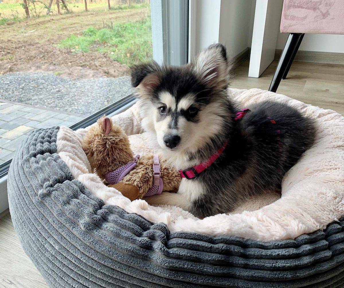 Mini Husky in dog bed with toy