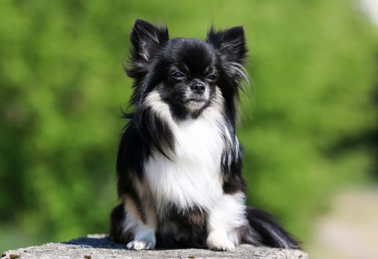 Long Haired Chihuahua A Loyal and Playful Fur Buddy