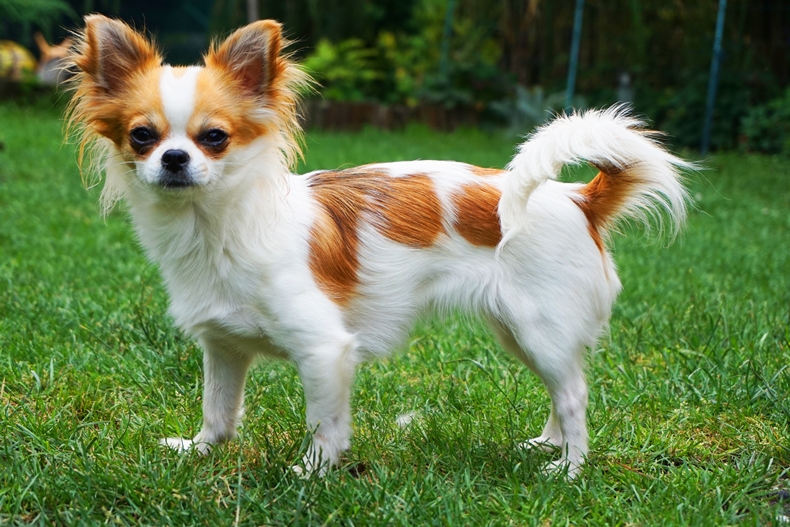 Long-Haired Chihuahua standing in grass