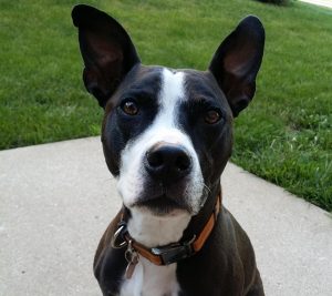 Boston Terrier Pitbull Mix: Must Know Tips For This Breed