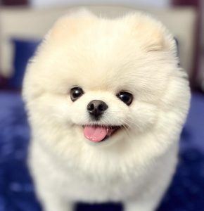 Everything You Need To Know About A White Pomeranian - Dog Wish